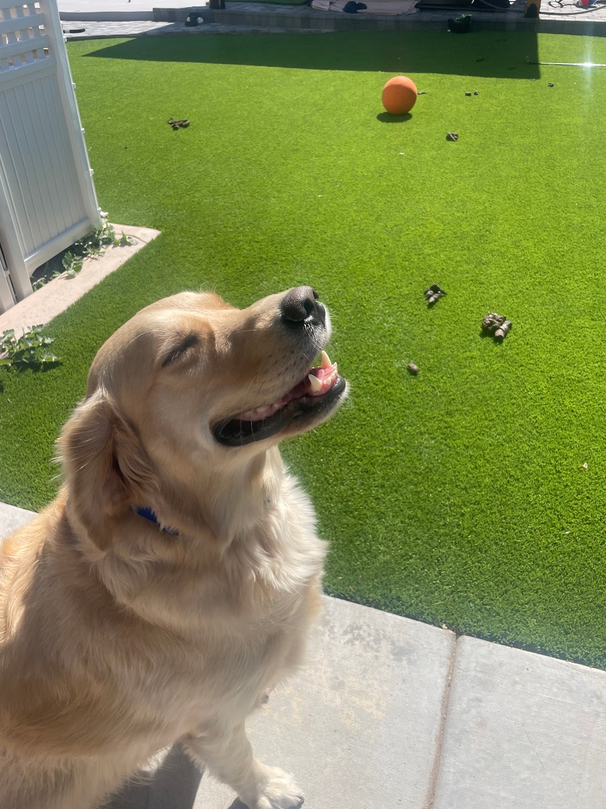 Doggy Doody Pet Waste Removal LLC - Photo 4