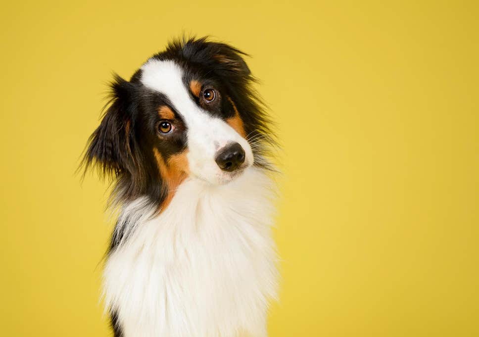 ImPAWssible Cleanup (Pet Waste Removal Services) - Photo 4