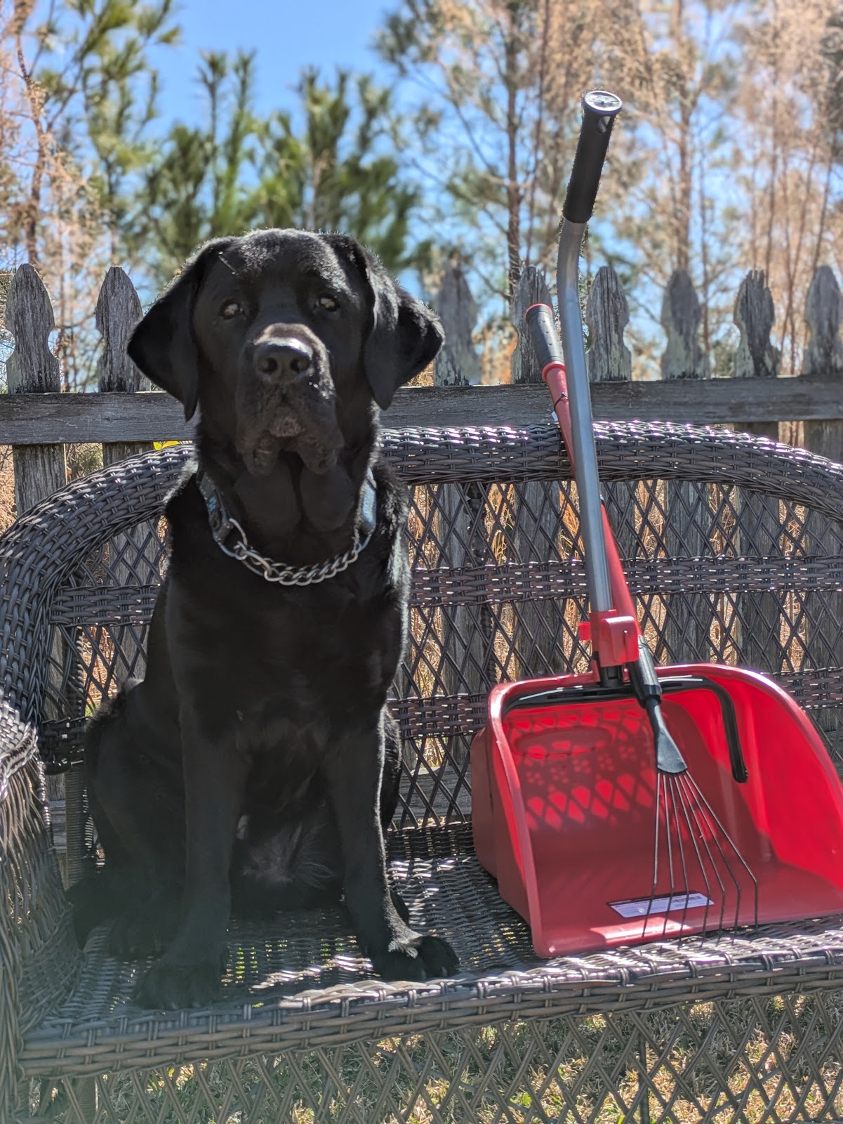 The Scoop Lab - Photo 2