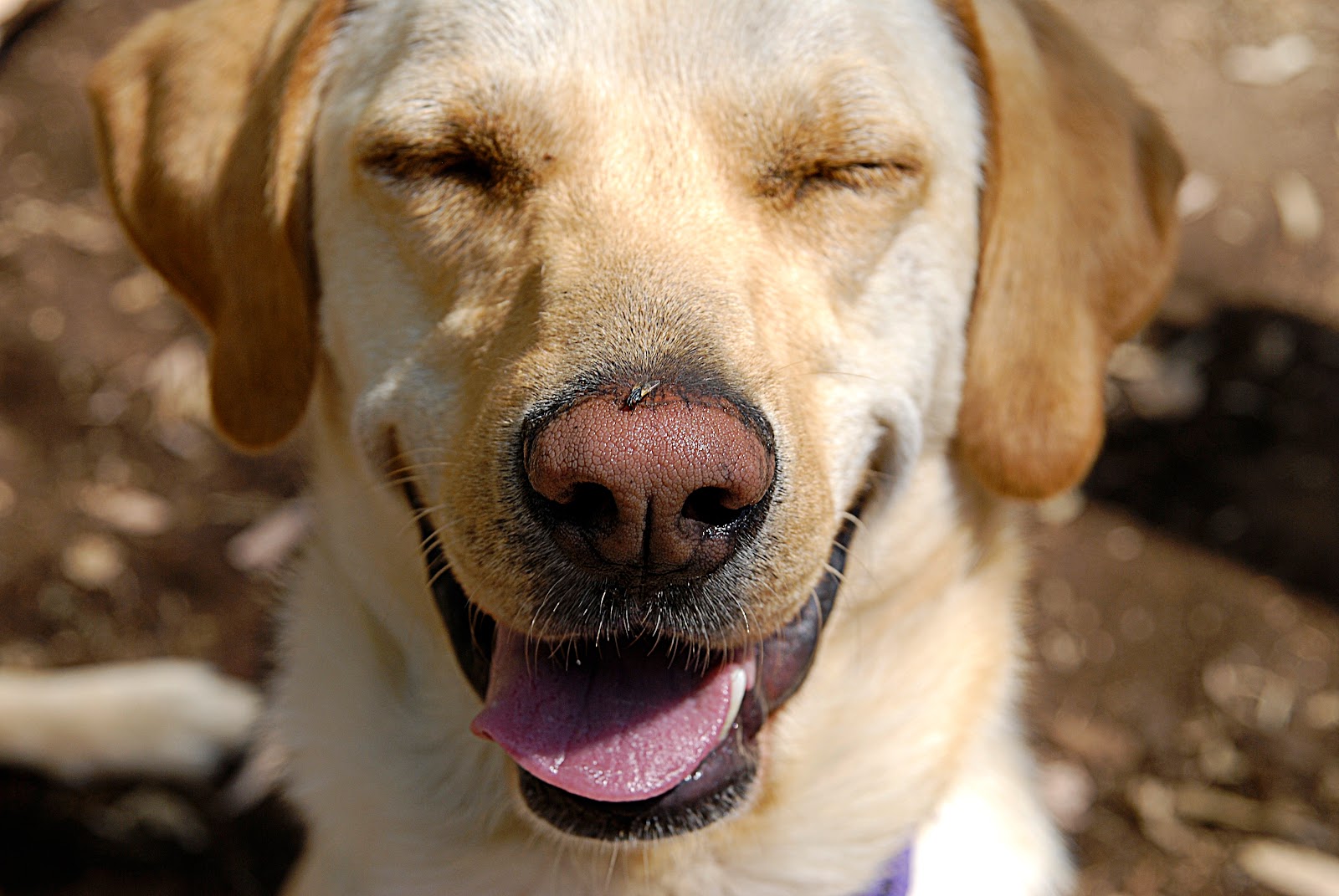 Mighty Scoopers - Photo 2