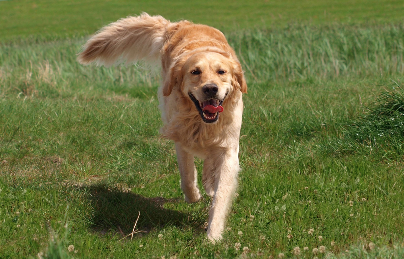 Sunny Dog Days Pet Waste Removal