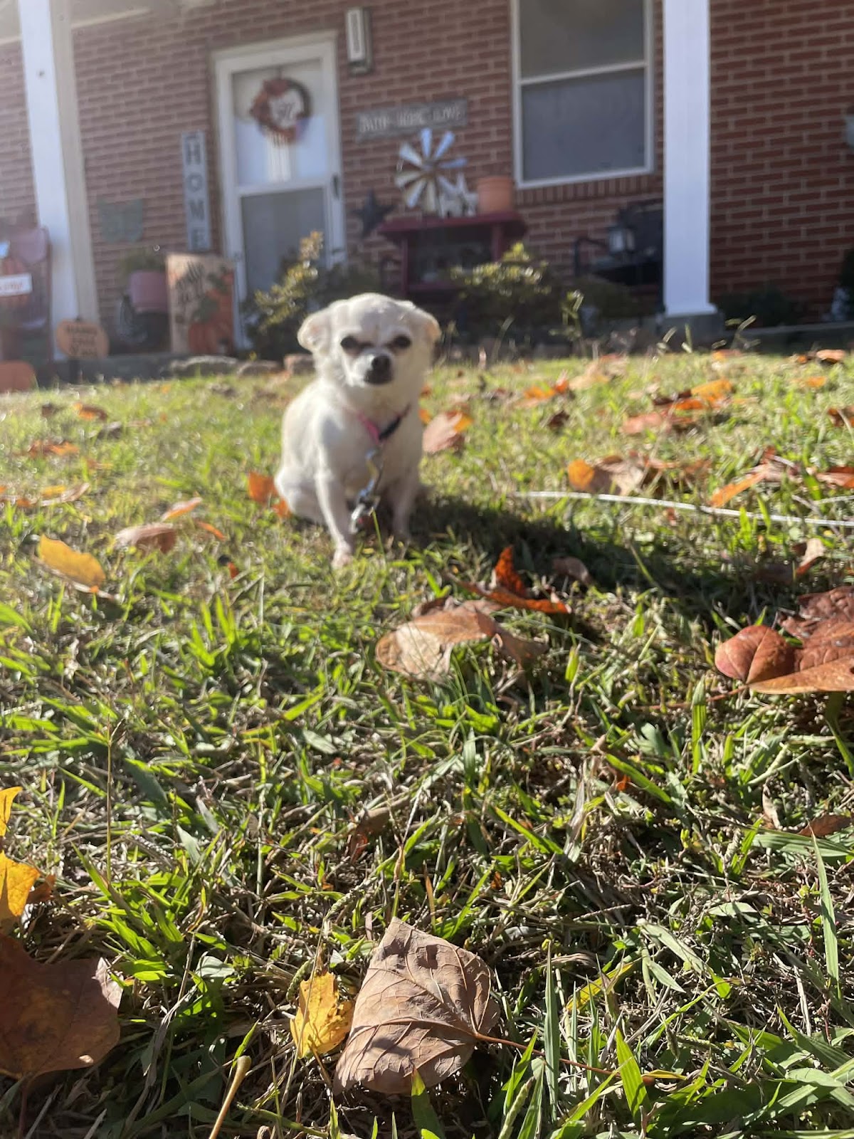 K9 Poop Scoopz - Photo 2