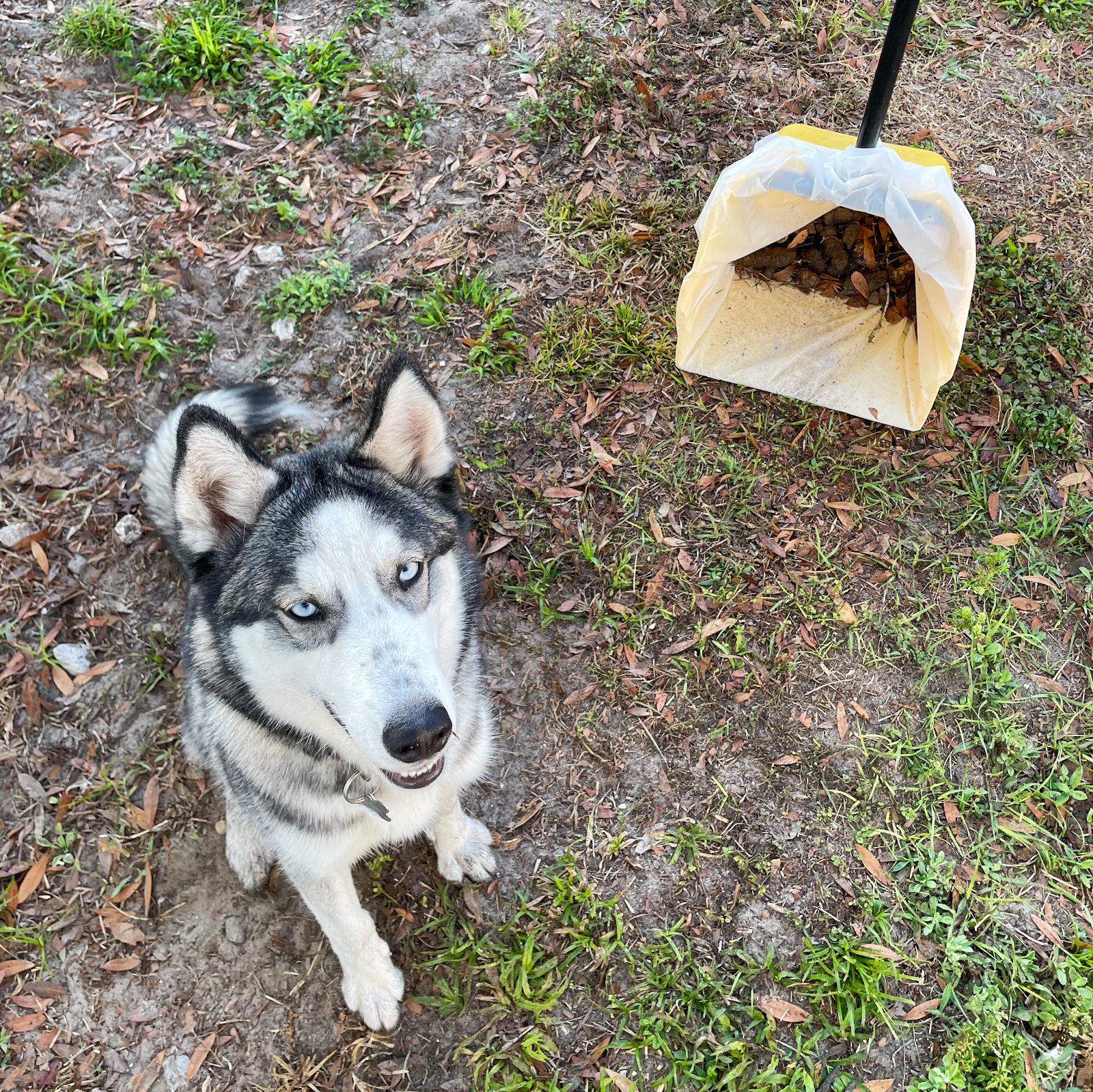 Poo Patrol Lakeland - Photo 3