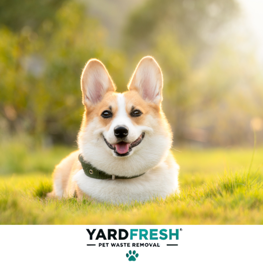 YardFresh - Pet Waste Removal