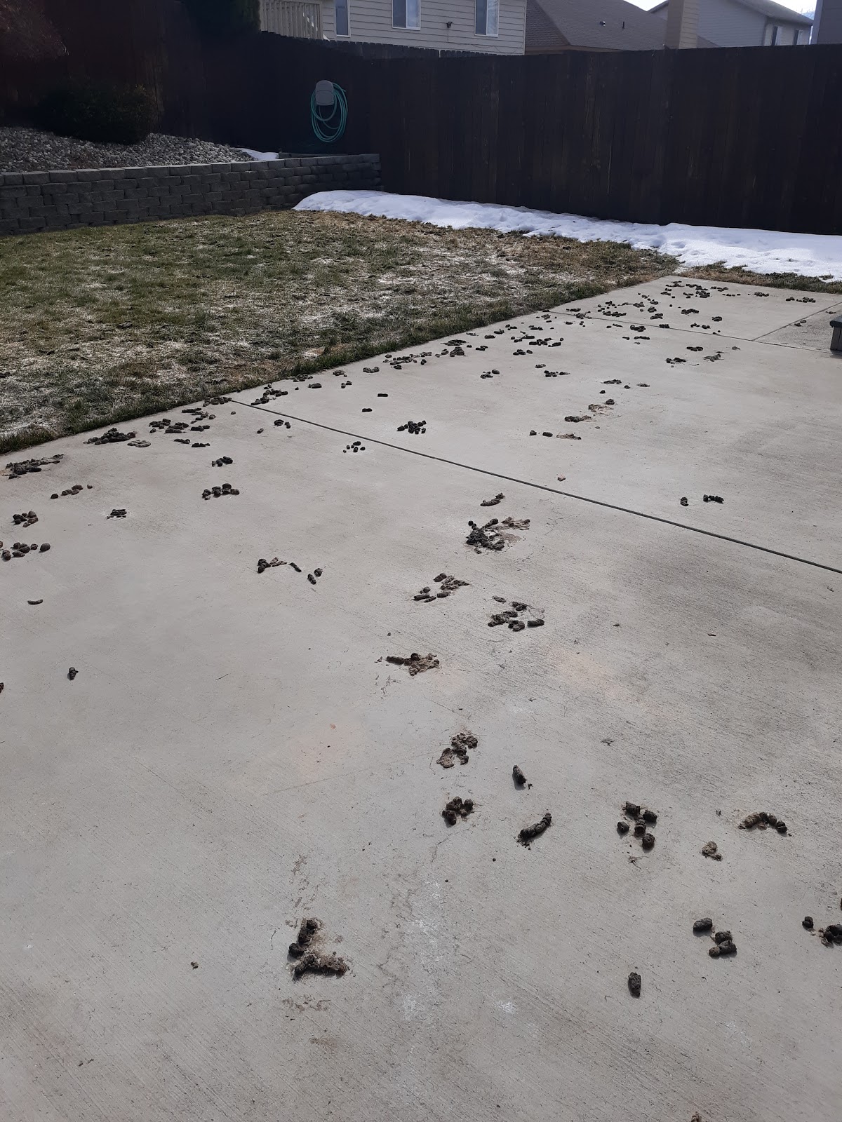 Doody B Gone - Photo 2