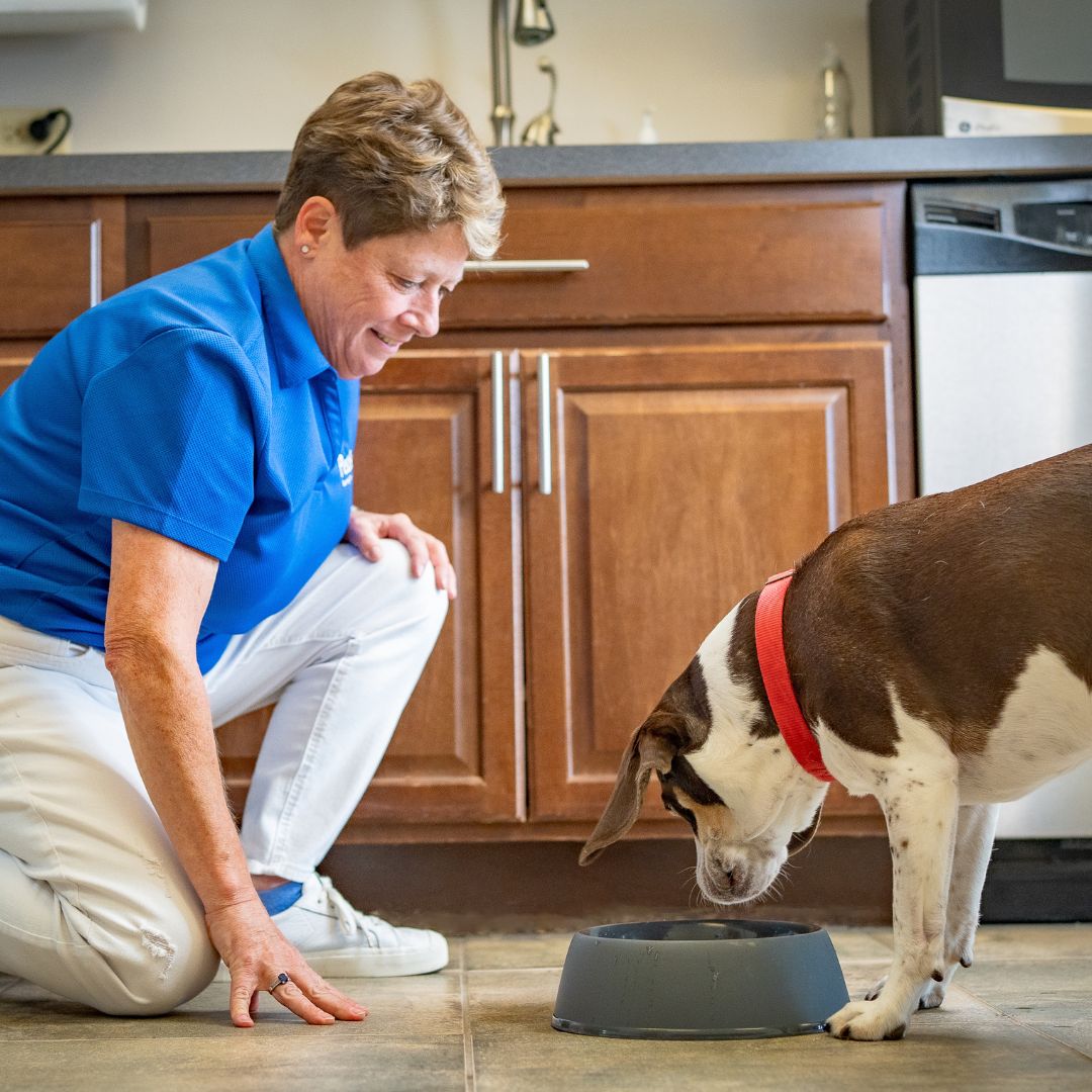 Pet Butler - Photo 4