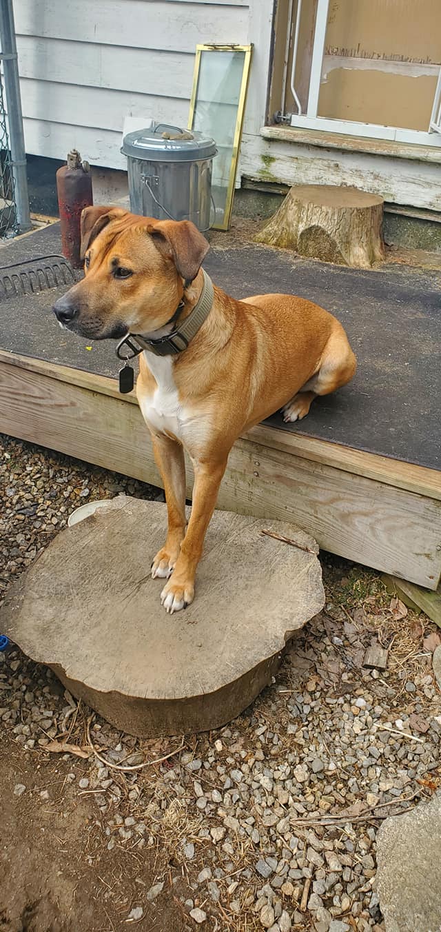 Tidy Scoops - Photo 2