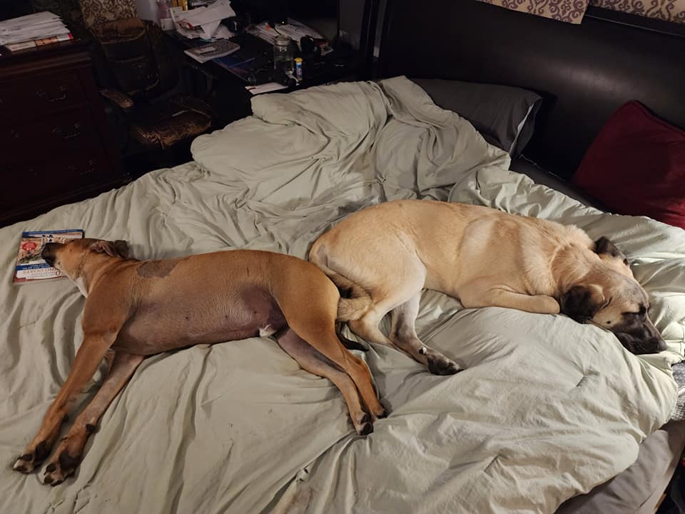 Tidy Scoops - Photo 4