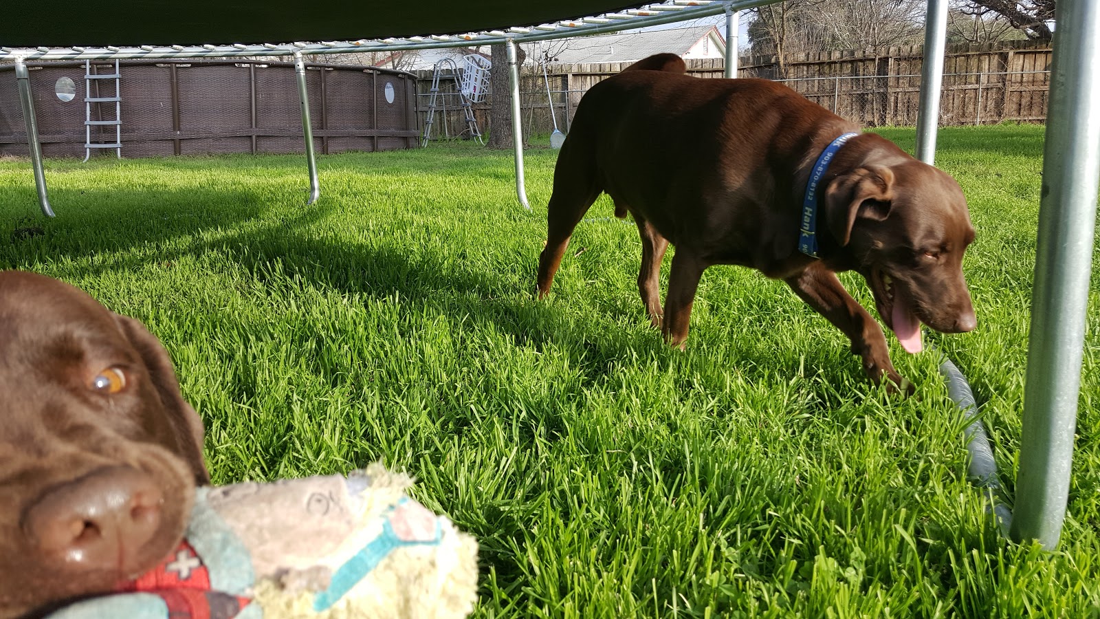 POOP 911 San Antonio - Photo 2