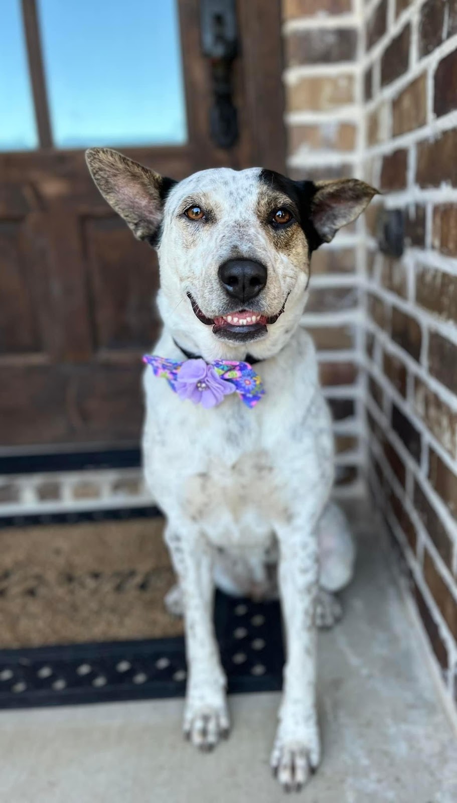 On Doody Pet Waste Removal - Photo 3