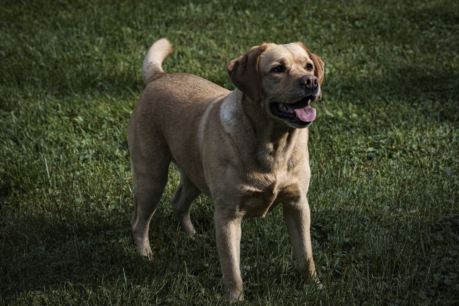 Scout & Swoop Dog Waste Removal - Photo 2