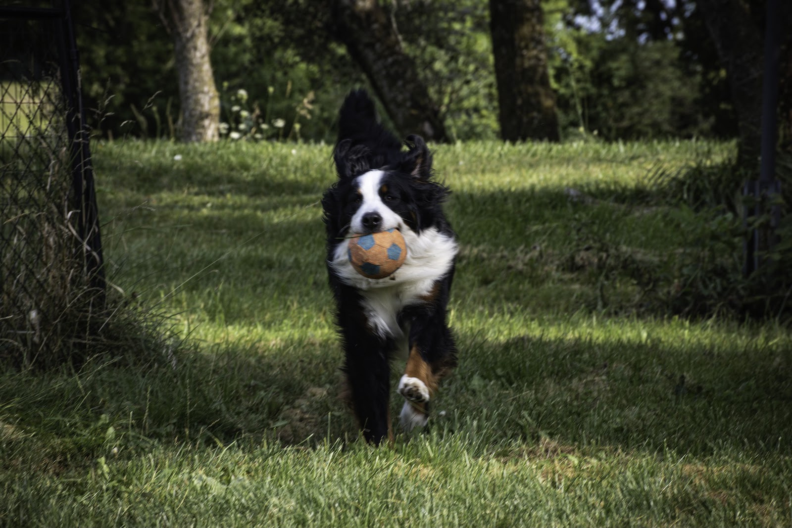 Scout & Swoop Dog Waste Removal - Photo 3