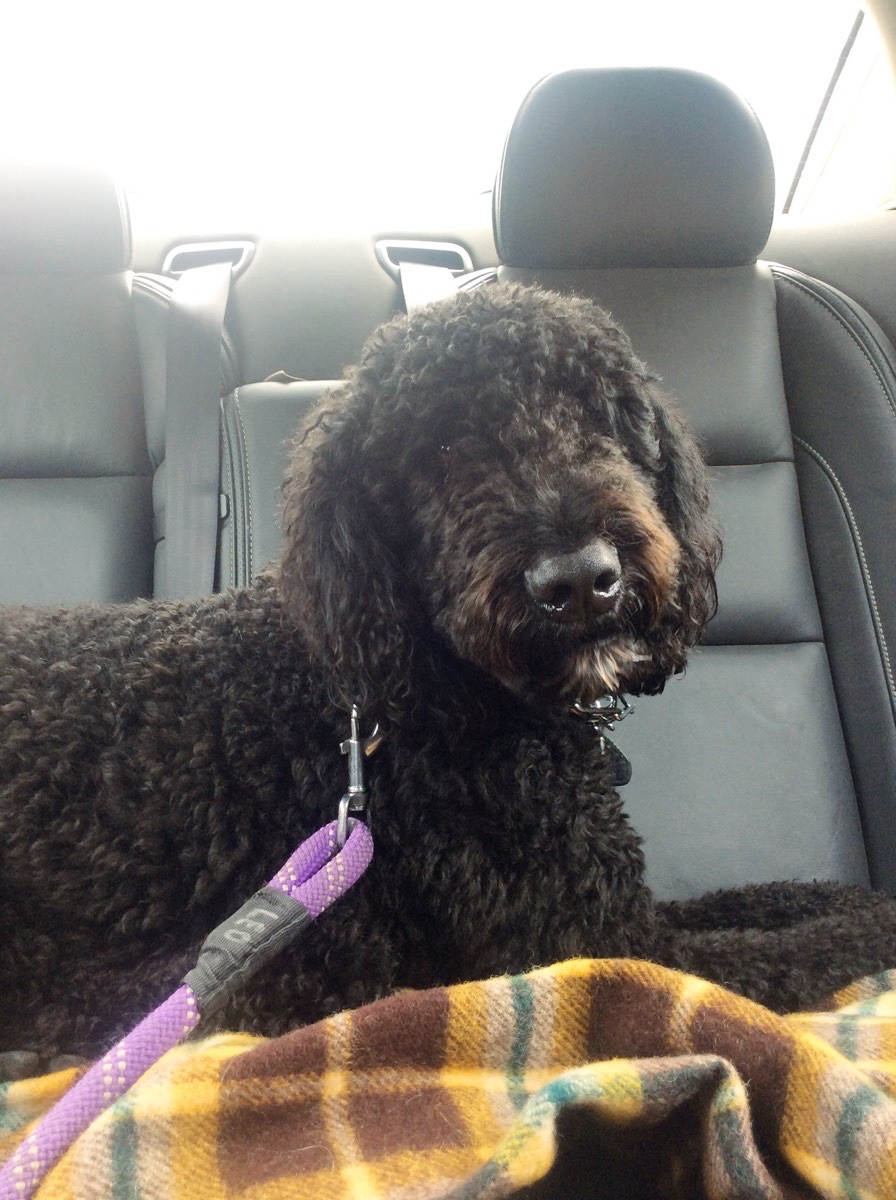 Floofins & Co. - Photo 4