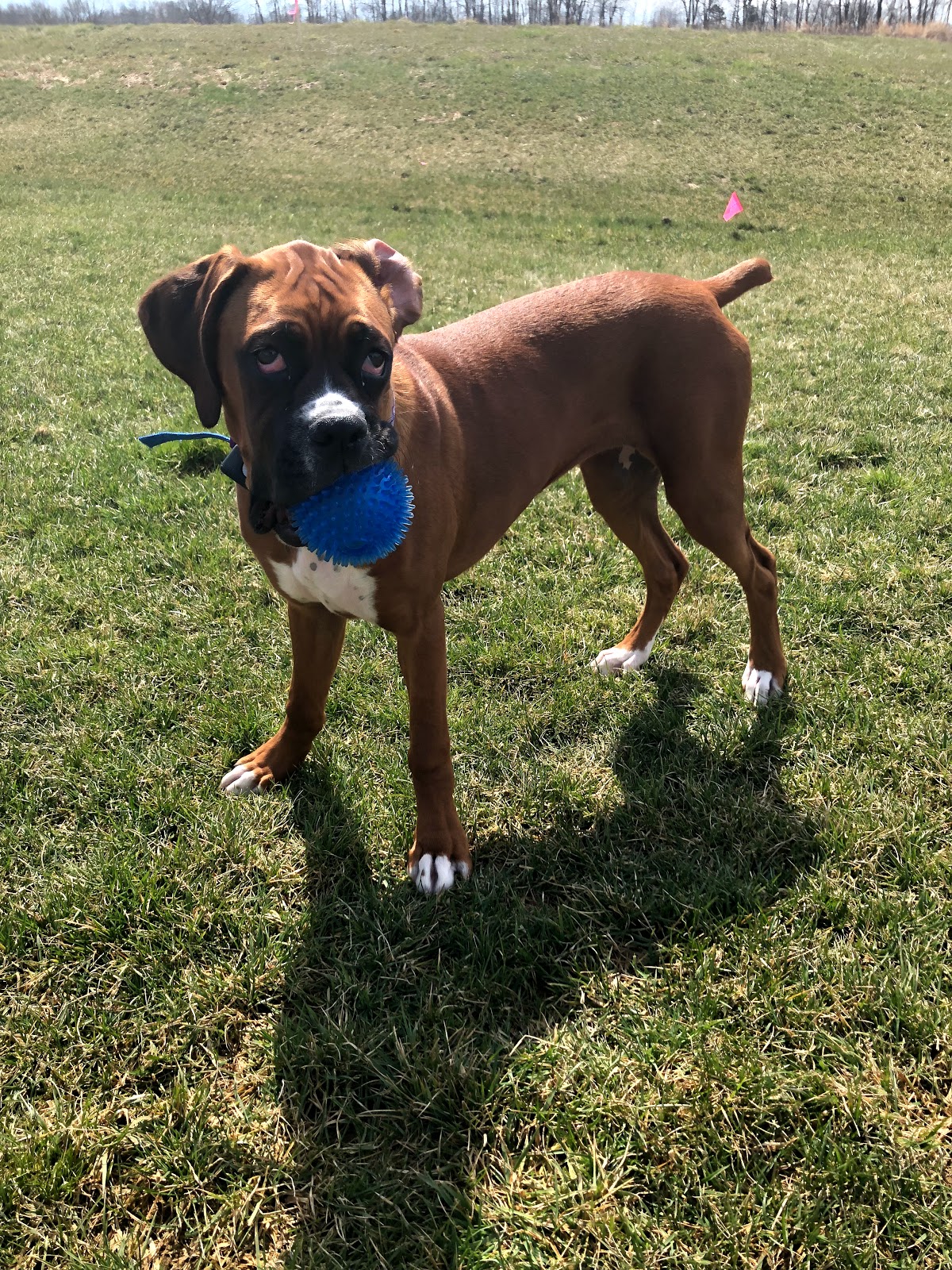 Pet Scoop And Care - Photo 3