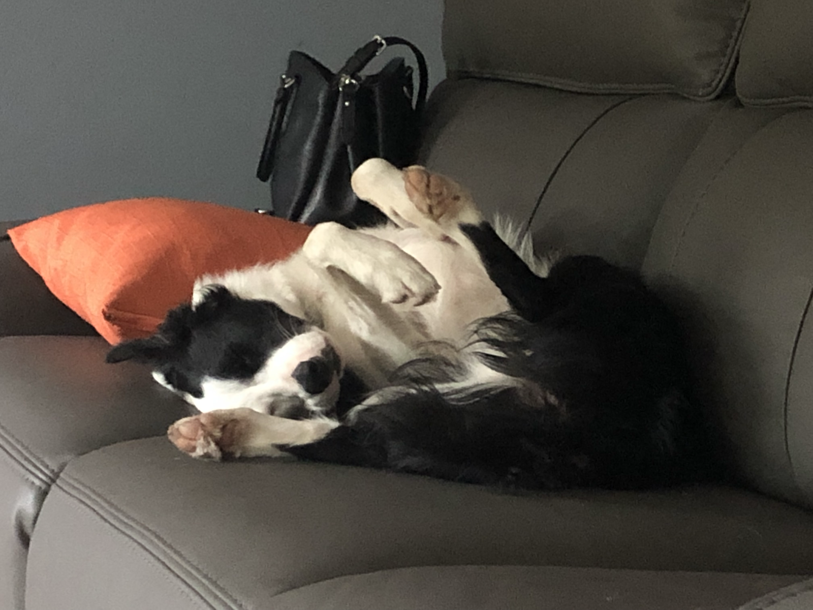 POOP 911 Treasure Coast - Photo 2