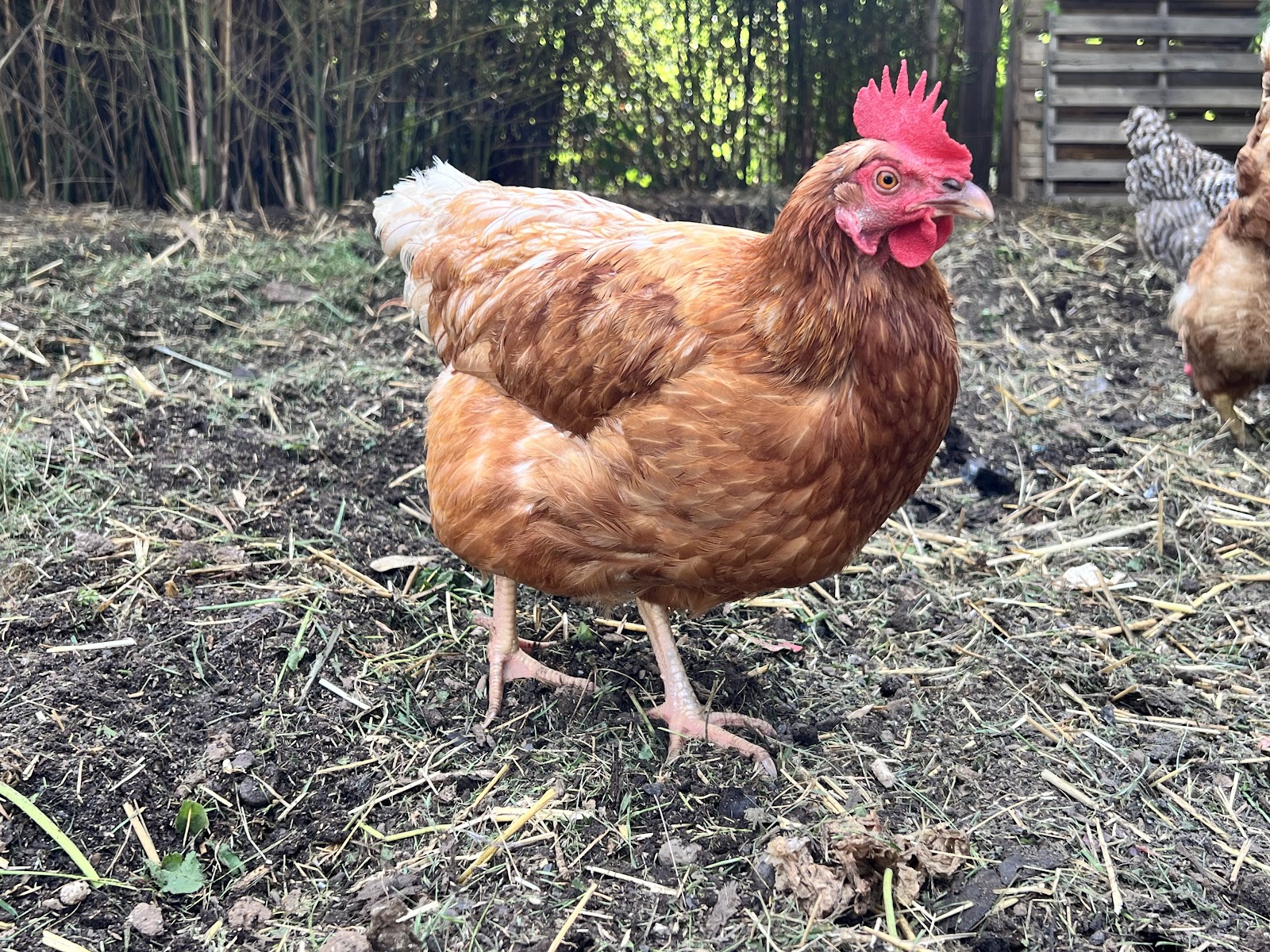 COOP & POOP - Photo 2