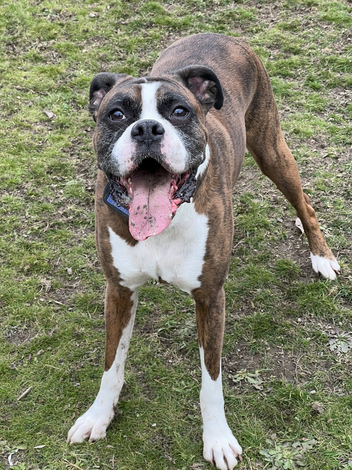 COOP & POOP - Photo 3