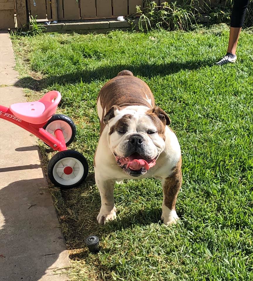 Top Dog Waste Removal