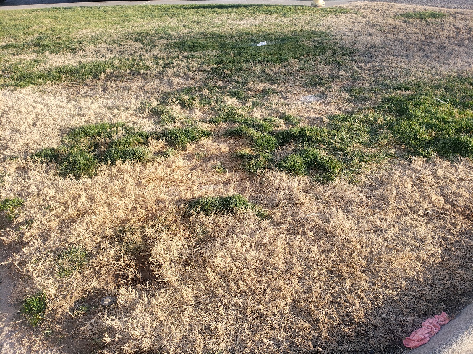 Your Local Scoop - Photo 2