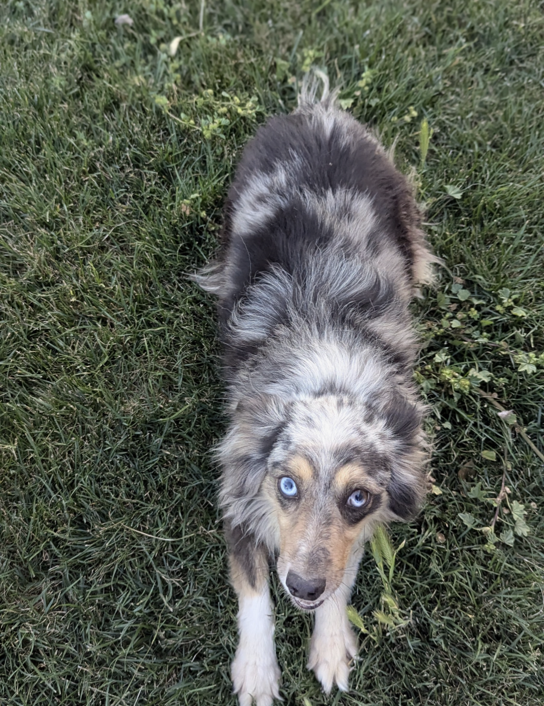 The K9 Cleanup - Photo 2