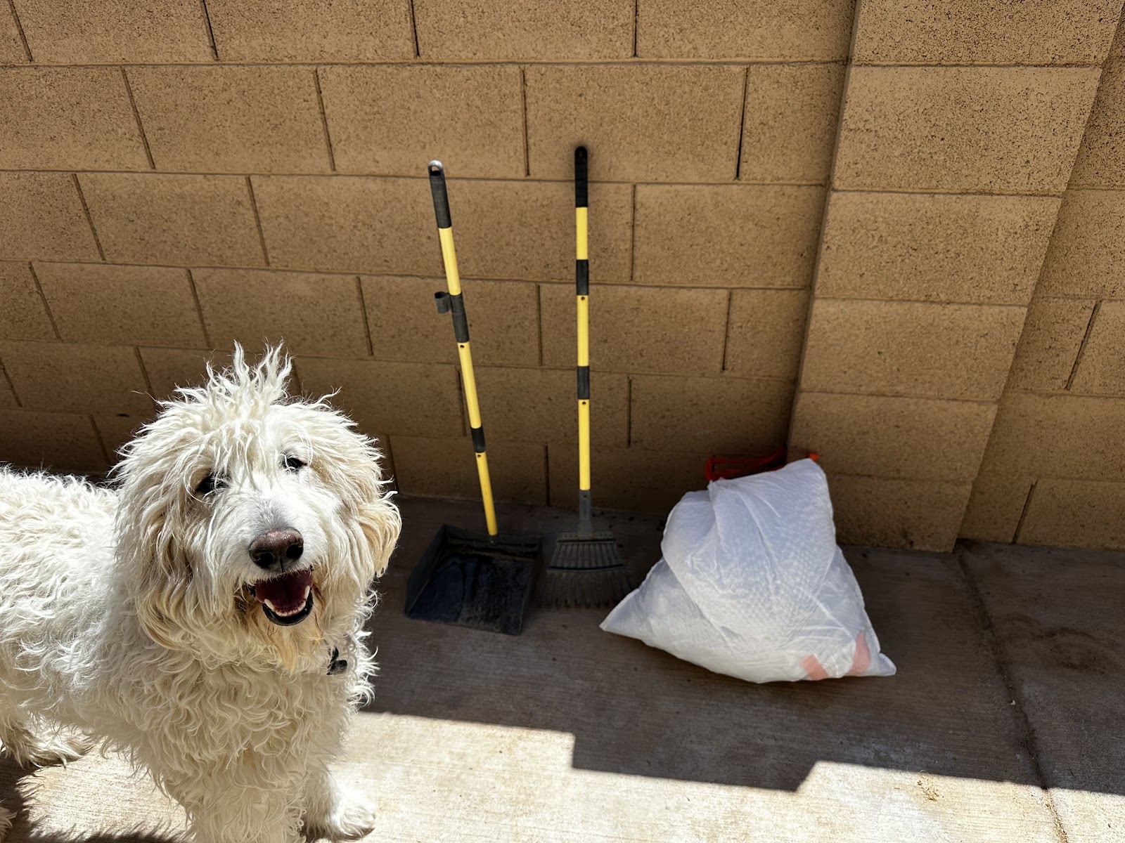 The K9 Cleanup - Photo 4