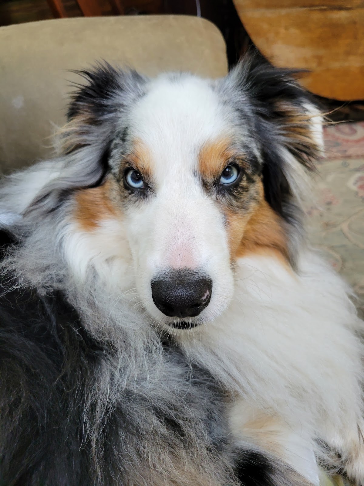 Sitting Pretty Pet Services