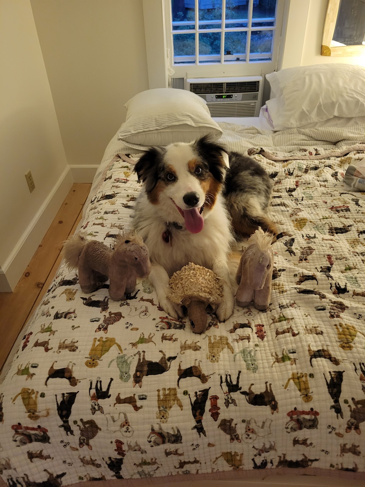 Sitting Pretty Pet Services - Photo 2