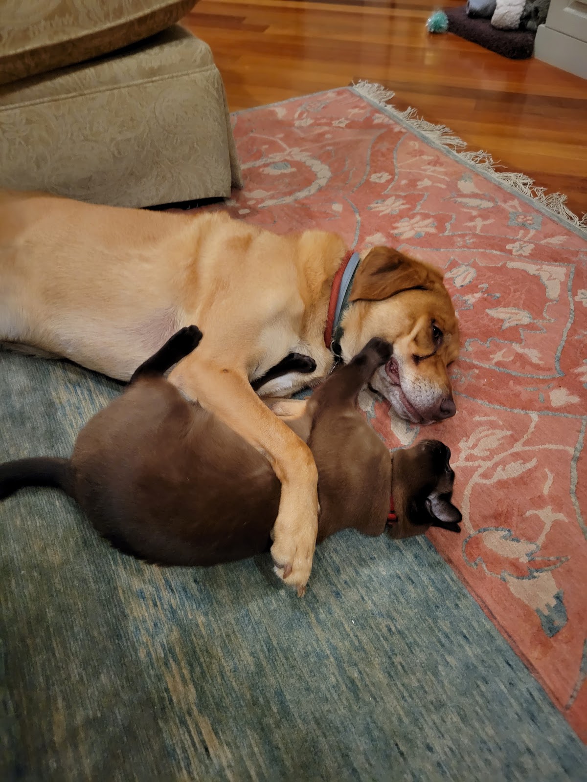 Sitting Pretty Pet Services - Photo 3