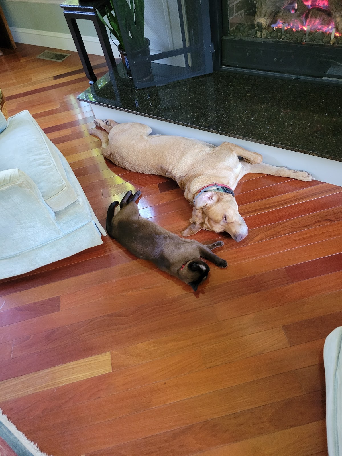 Sitting Pretty Pet Services - Photo 4