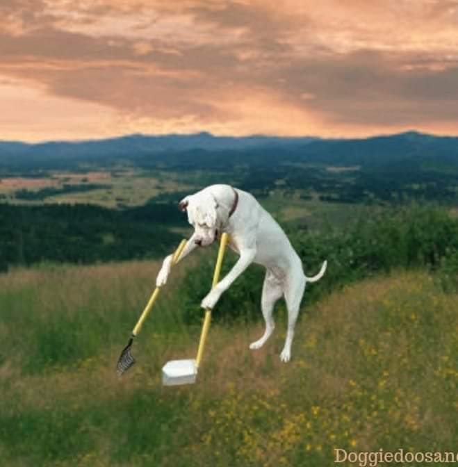 Doggie Doos and Don'ts - Photo 2