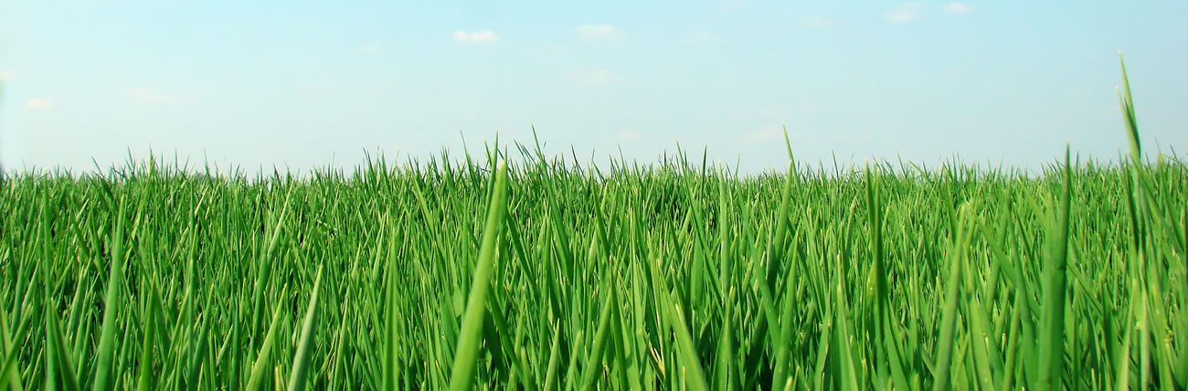 Granger Lawn Care and Pet Waste Removal