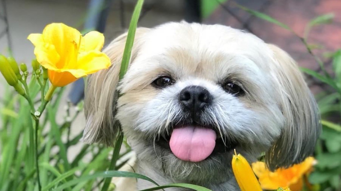 POOP 911 Northeast Dallas