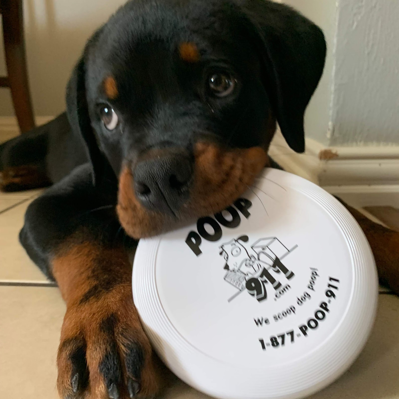 POOP 911 Northeast Dallas - Photo 3