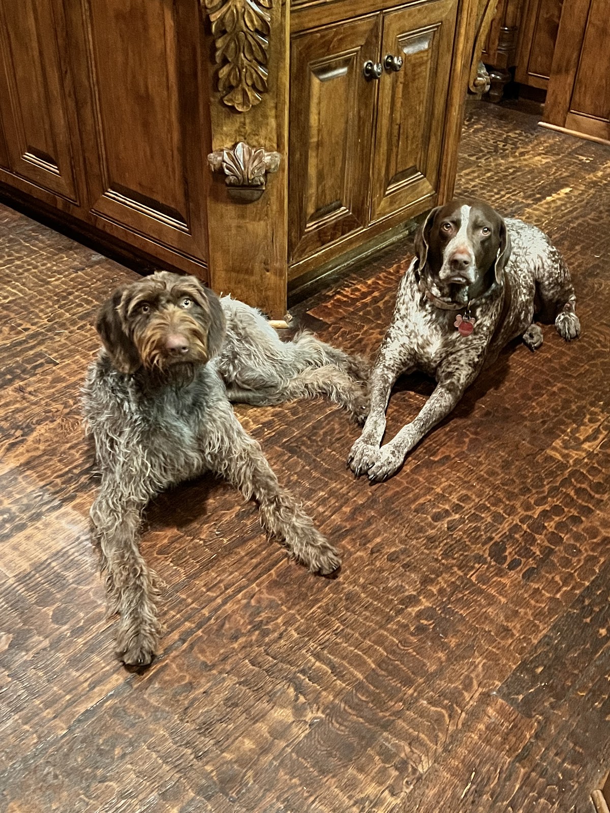 POOP 911 Northeast Dallas - Photo 4