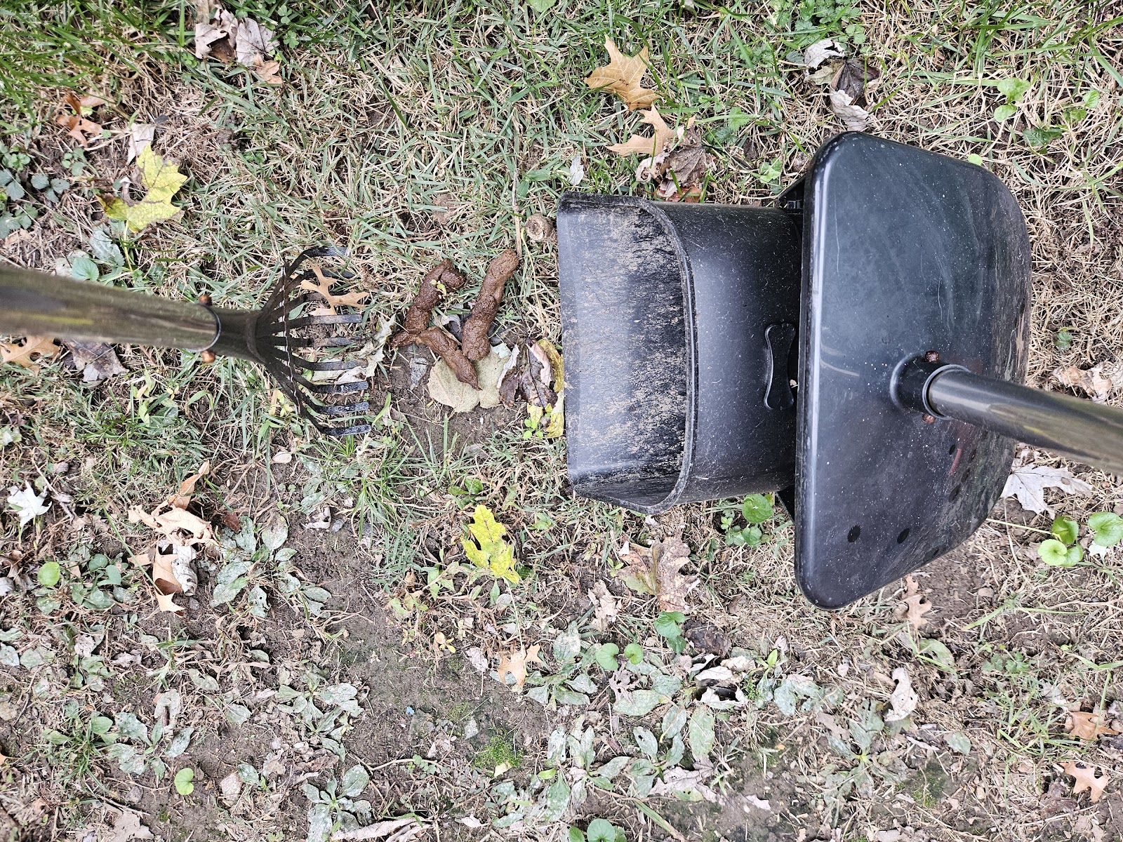 LJJ Pet Waste Removal Service - Photo 2