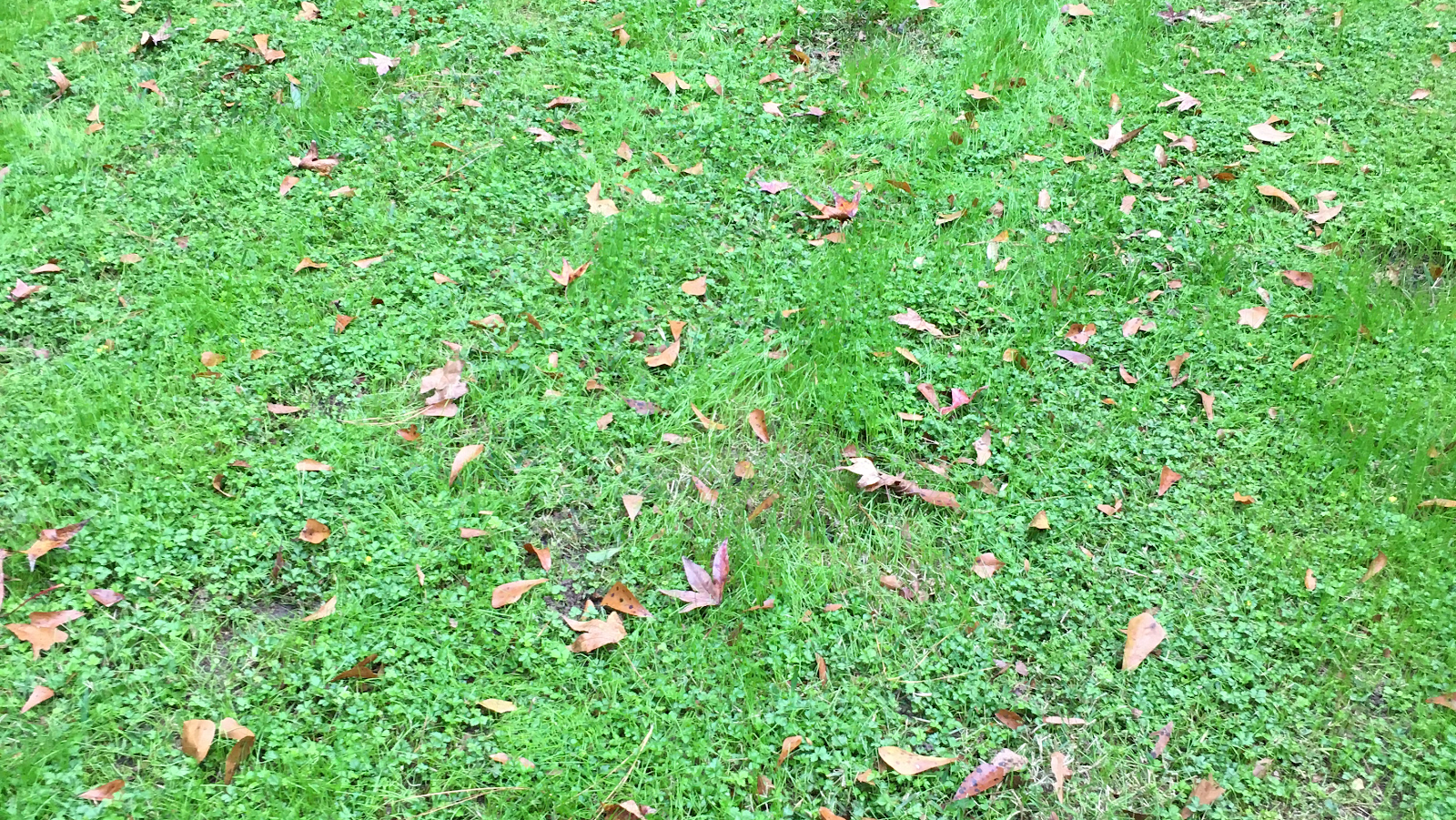 Polecat Pet Waste Removal