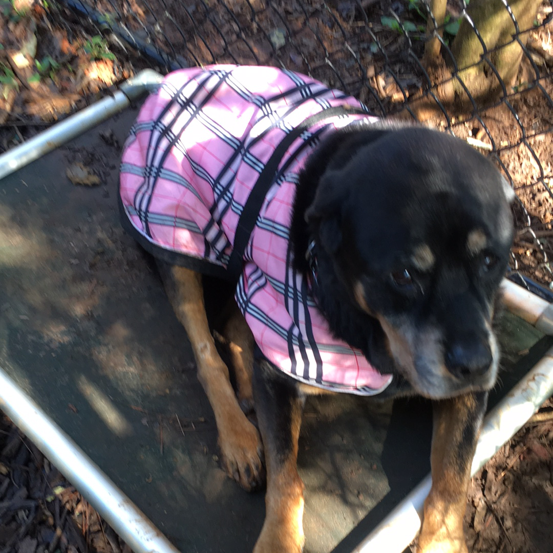 Polecat Pet Waste Removal - Photo 3