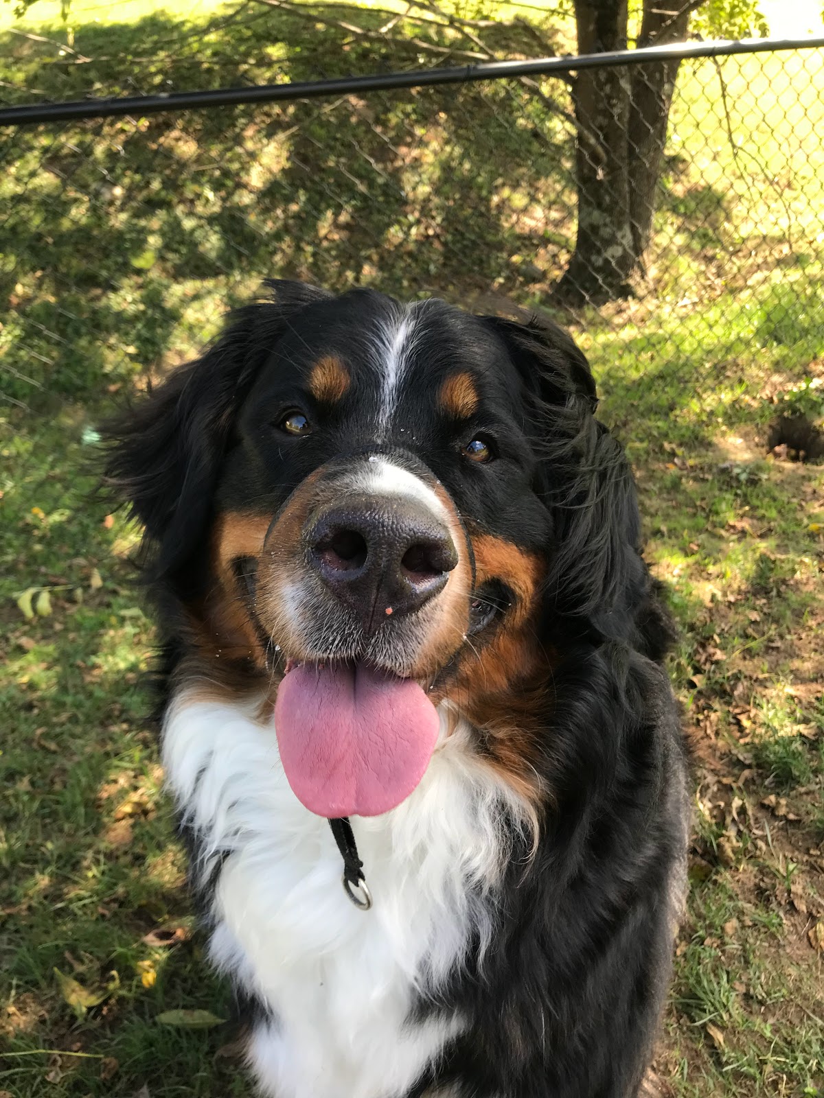 Stella’s Pet Services