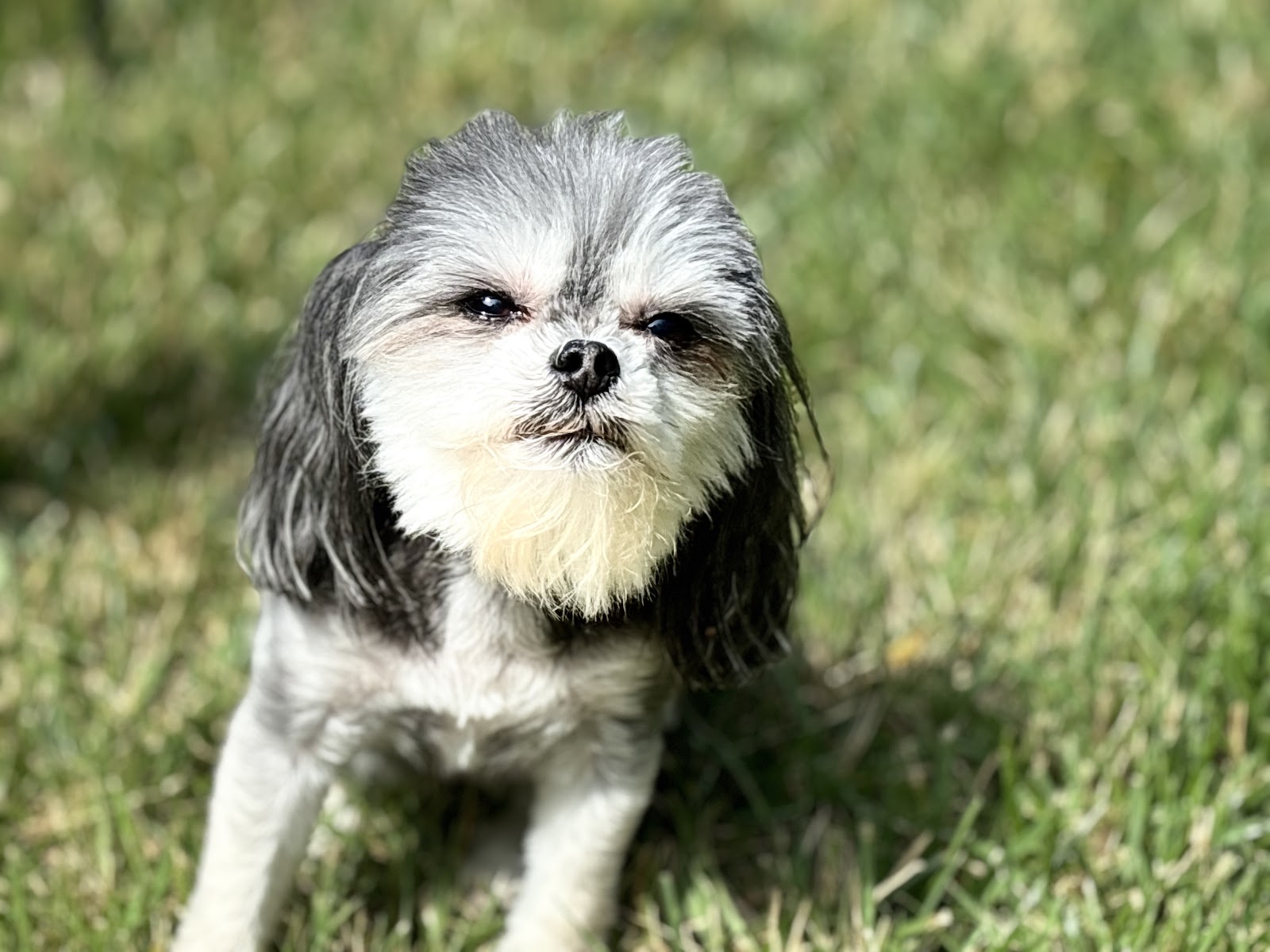 Stella’s Pet Services - Photo 2