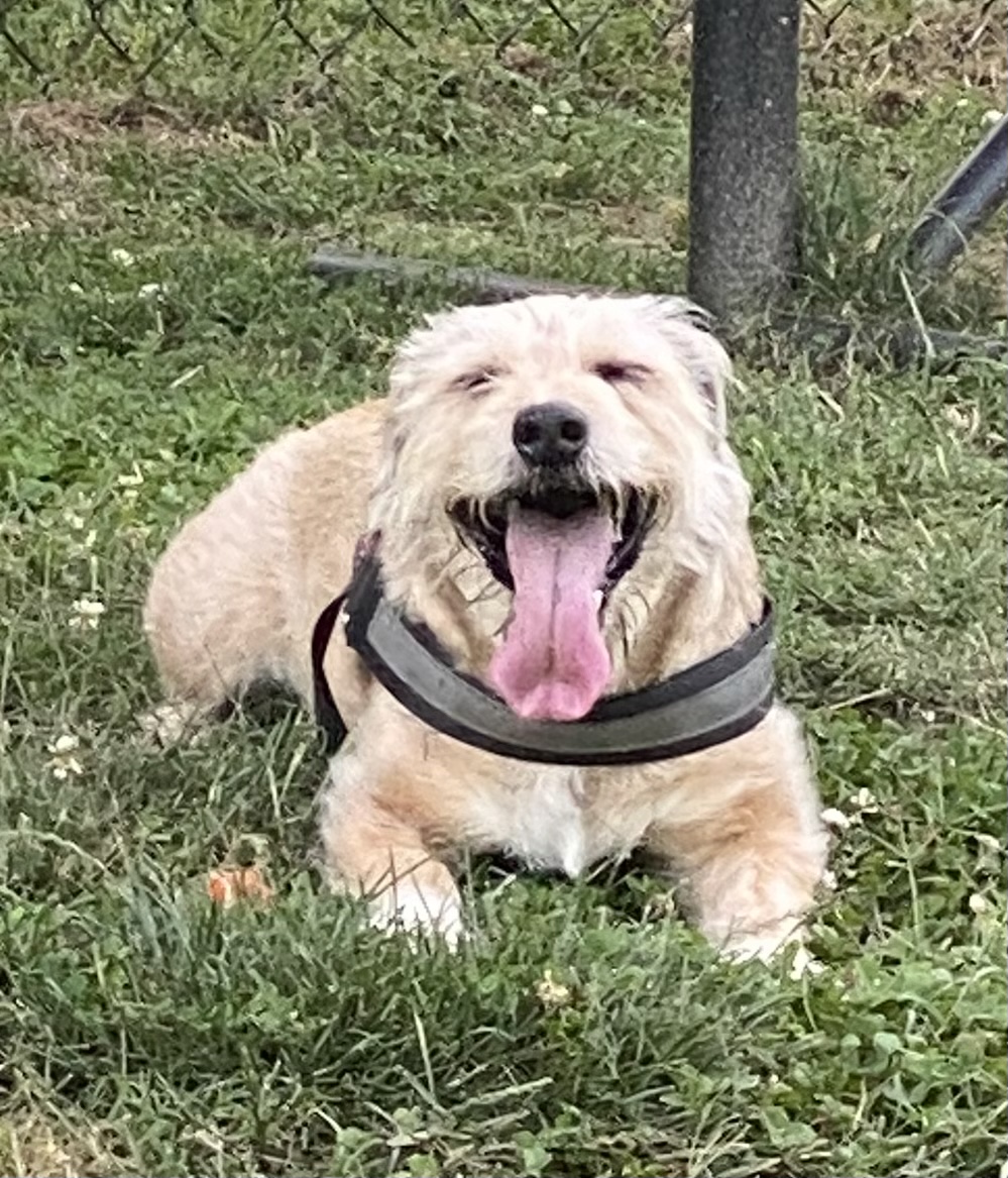 Stella’s Pet Services - Photo 3