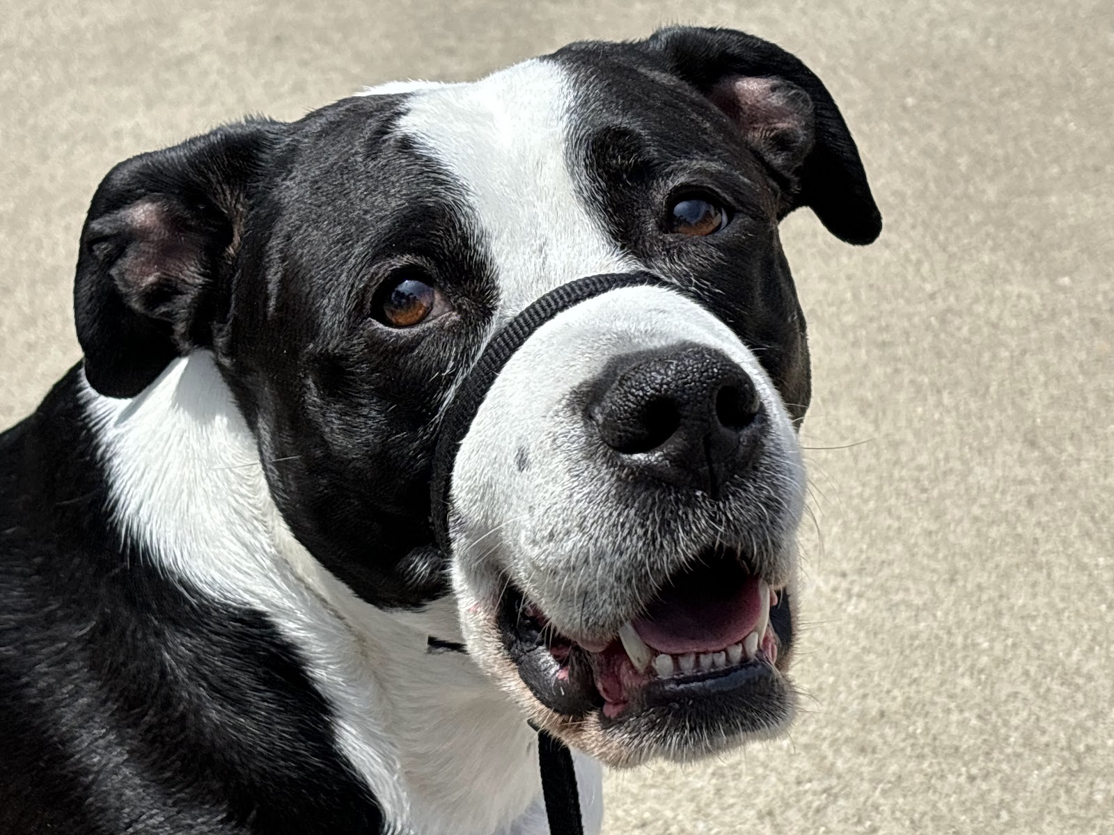 Stella’s Pet Services - Photo 4