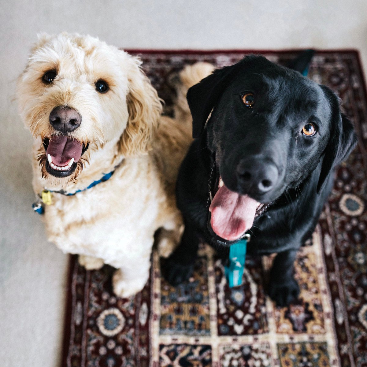 Carolina Pooper Scoopers