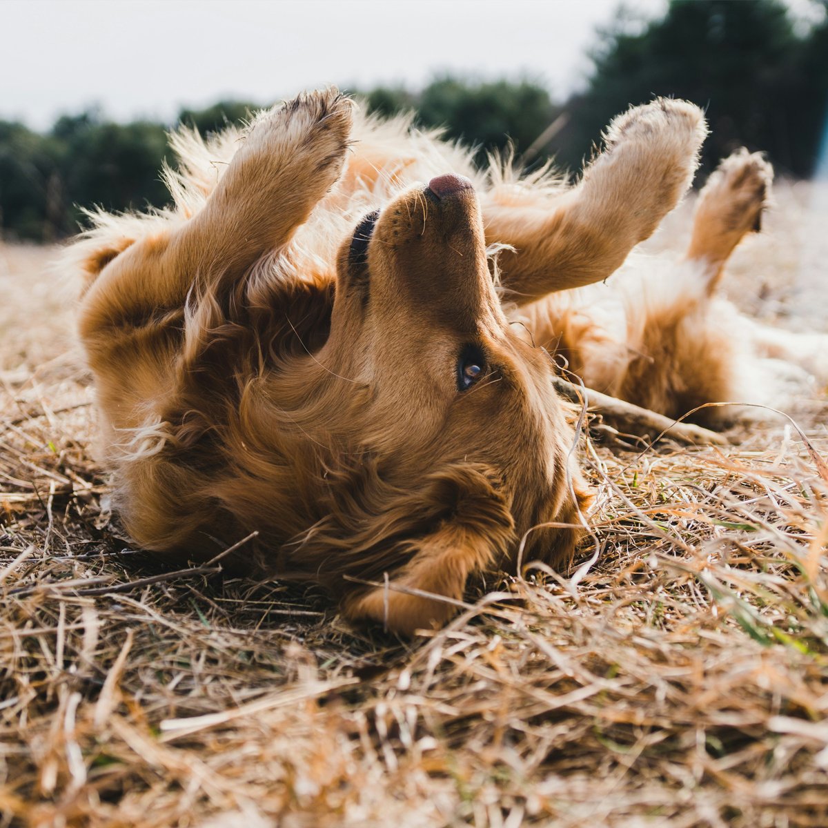 Carolina Pooper Scoopers - Photo 3