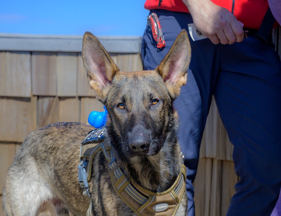 Must Luv Dogs - Photo 2