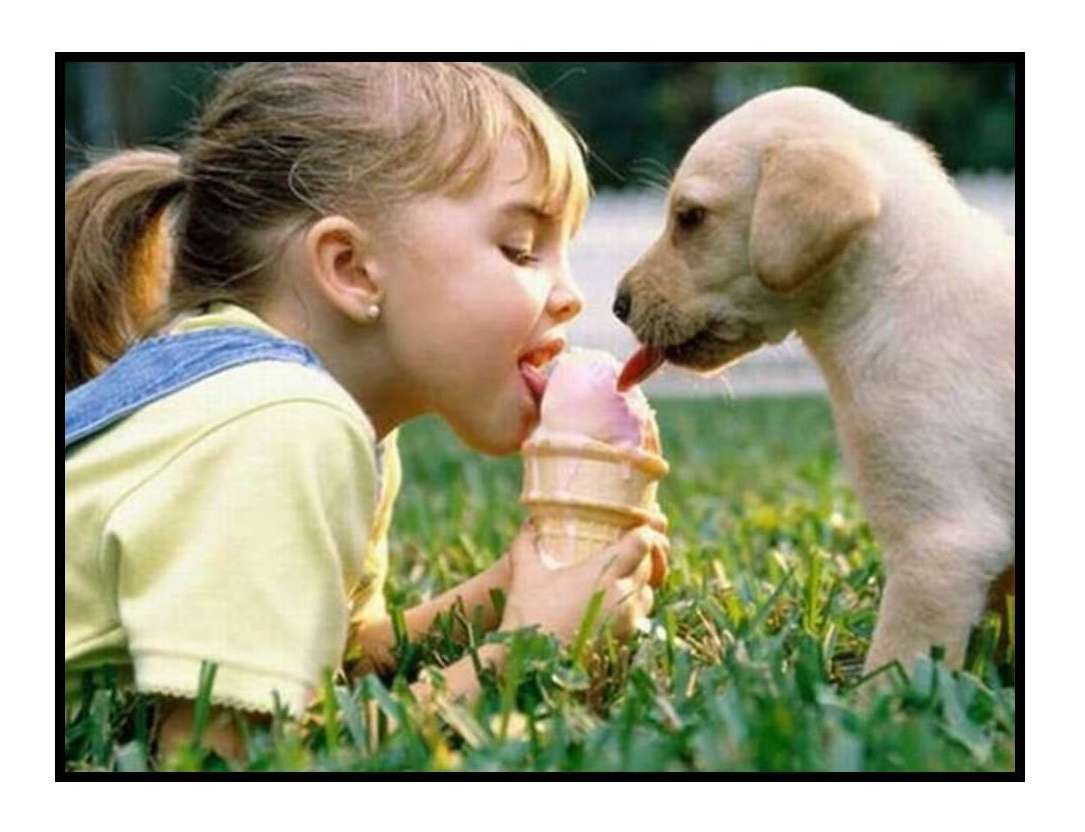 Must Luv Dogs - Photo 3