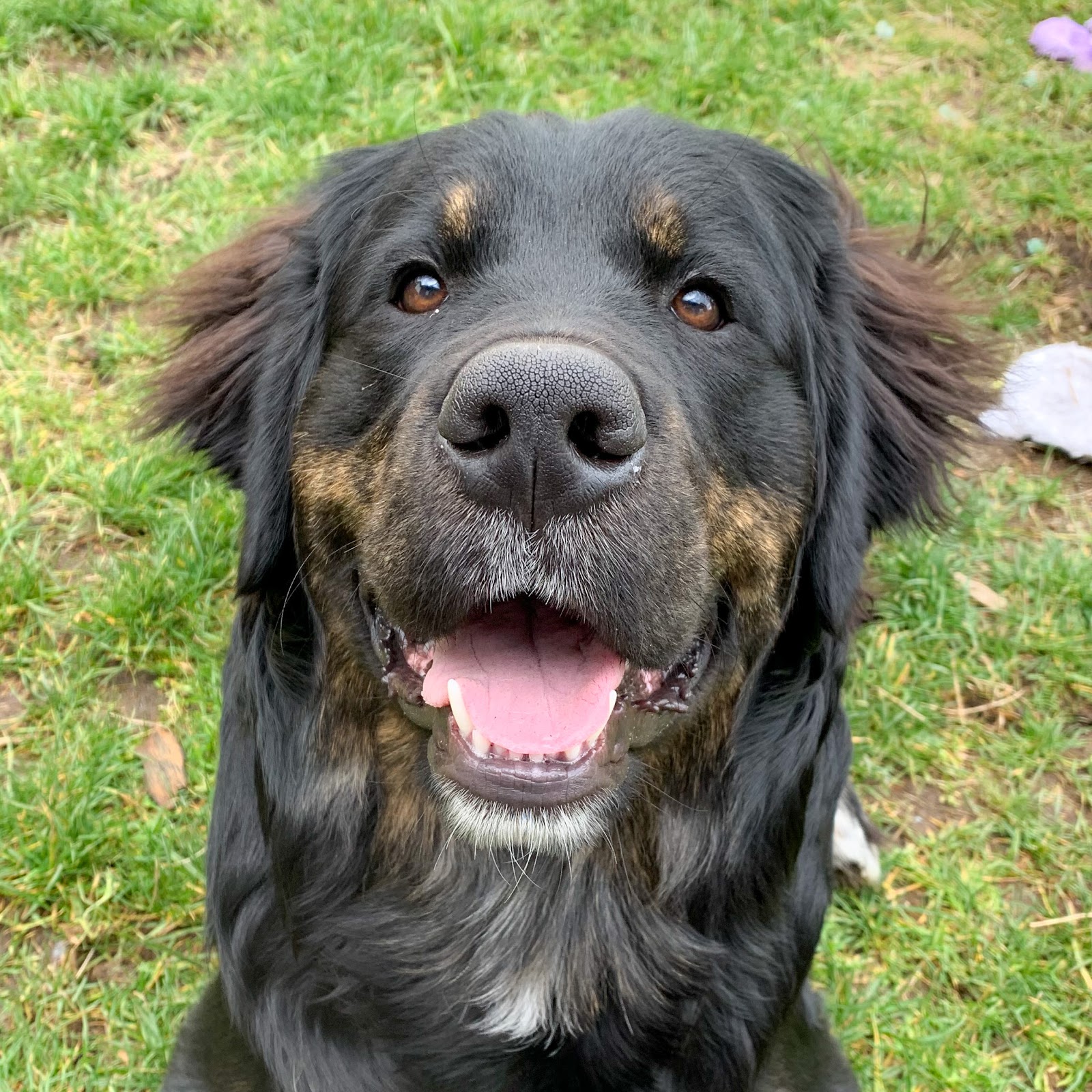 Atlas Scooping Services