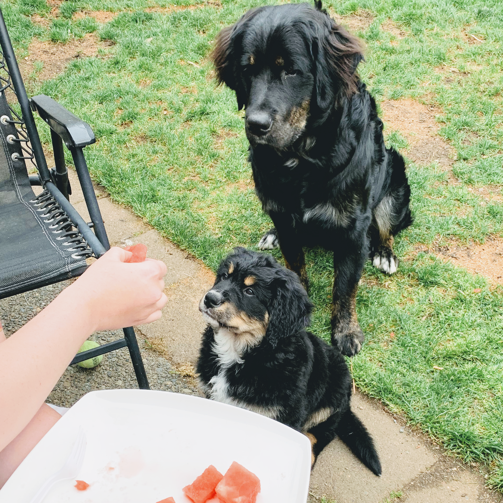 Atlas Scooping Services - Photo 3