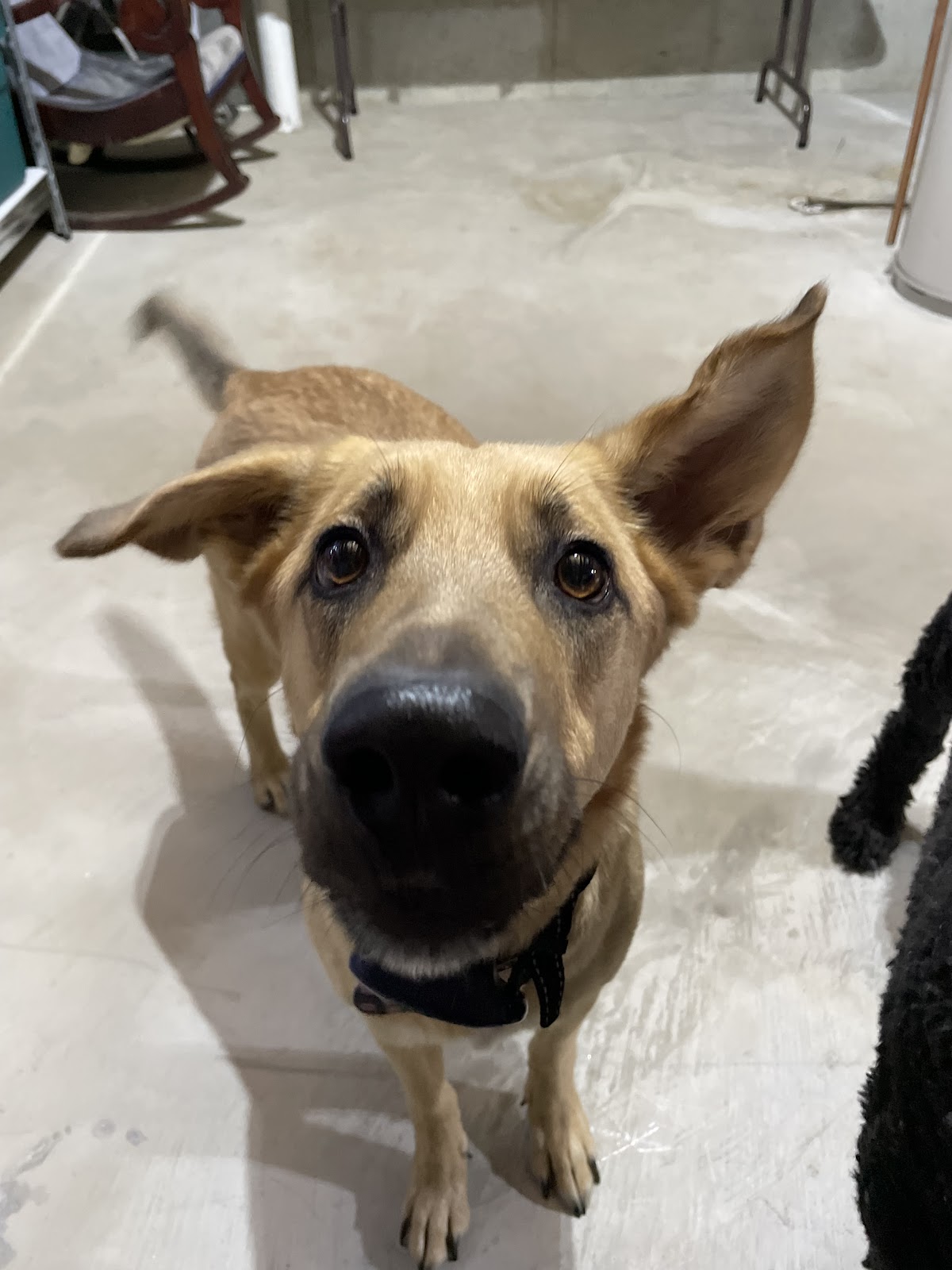 Puppy Pooper Scoopers LLC