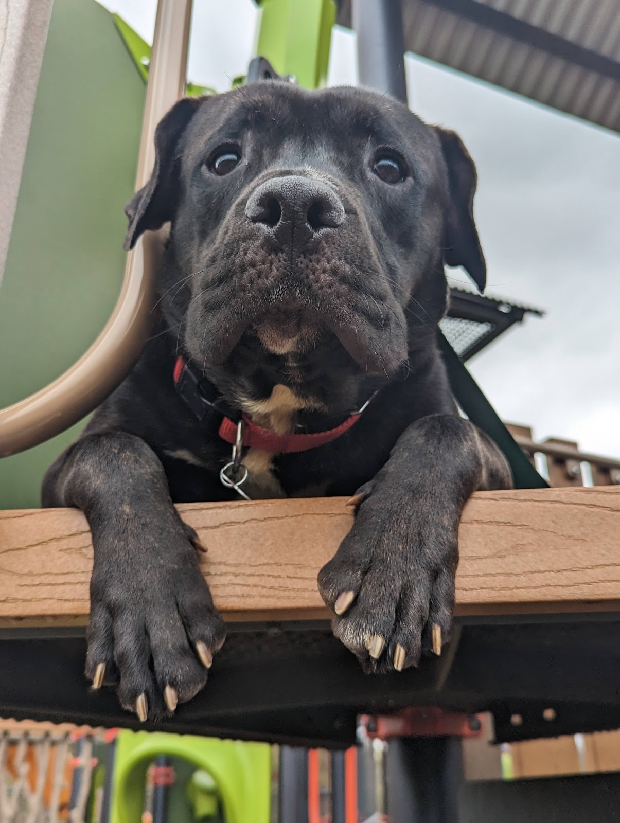 Squat Scoopers - Photo 2