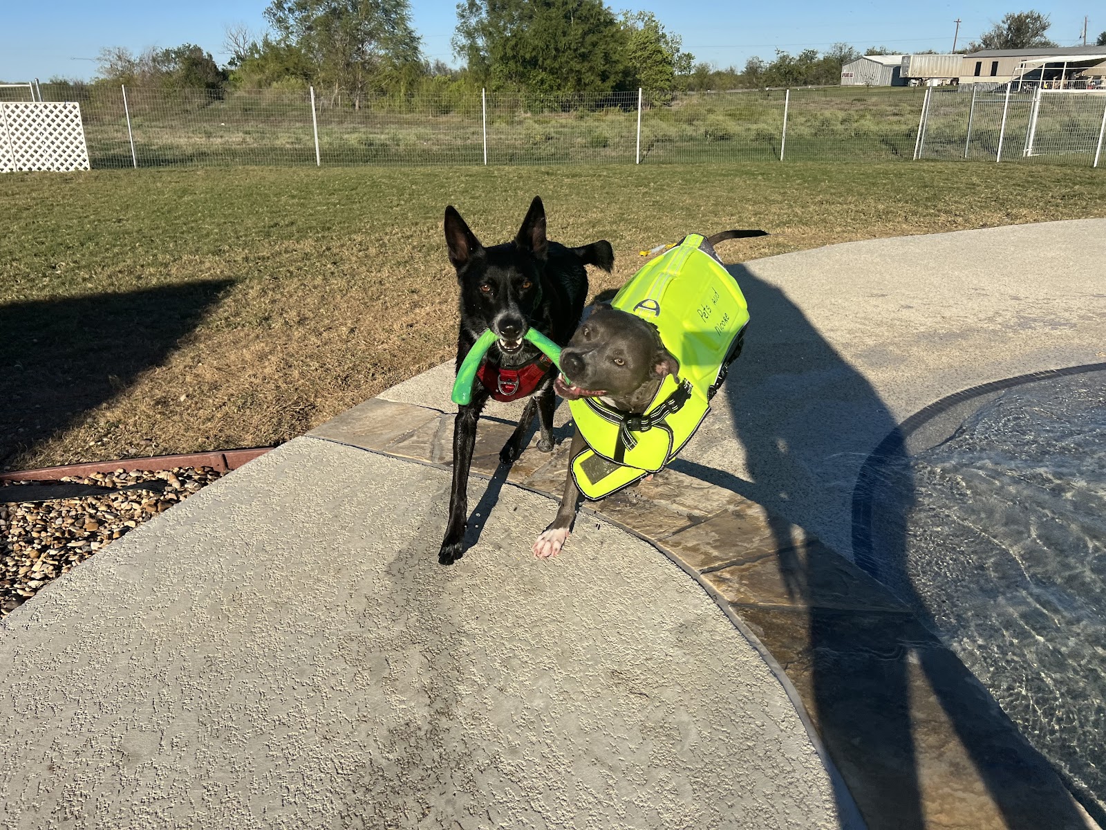 Oh Crap! Pet Waste Removal - Photo 3